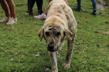 Funny sheep-dog in the grass