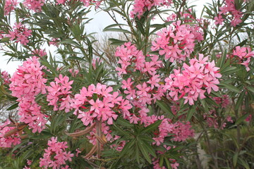 Fototapeta na wymiar Pink Flowers | Floral Background | Blossom Tree
