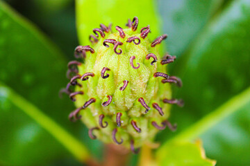 close up of a magnolia 