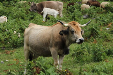 Cows in Fuente De, under the Peaks of Europe