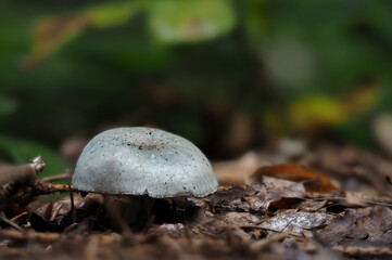 The Aniseed Toadstool (Clitocybe odora)