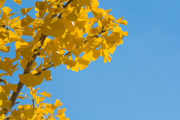 黄色く色づいたイチョウの木と青空
