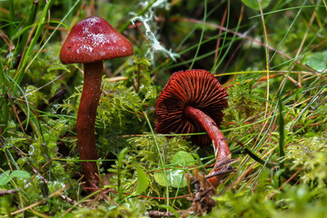The Bloodred Webcap (Cortinarius sanguineus) - poisonous