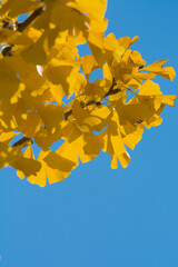 黄色く色づいたイチョウの木と青空
