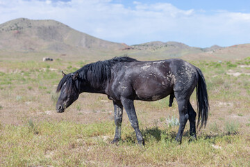 Wild horses in Utah Great Desert Basin
