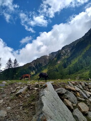 Ziegen vor idyllischem Bergpanorama, Sellrain, Tirol, Österreich