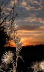 Romantischer Sonnenuntergang - macro