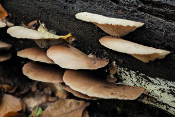 The Flat Crep (Crepidotus applanatus)