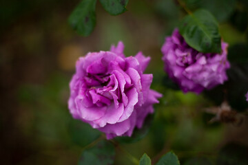 Rose bushes in the garden.