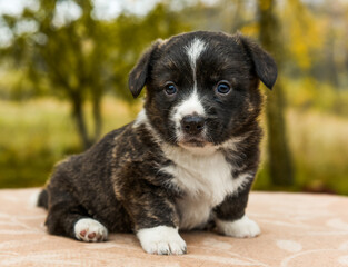 Welsh corgi pembroke puppy dog posing outside