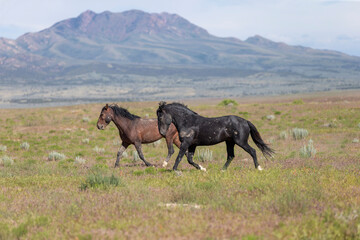 Wild horses in Utah Great Desert Basin