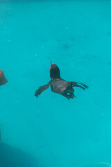 Obraz premium 動物園の泳いているペンギン