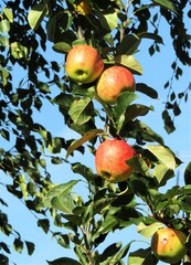 Apples on a Tree