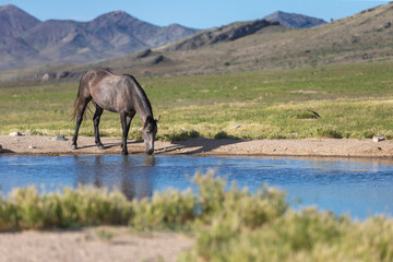 Fototapeta premium Wild horses in Utah Great Desert Basin