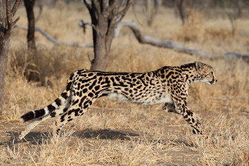 Rare King Cheetah in South Africa
