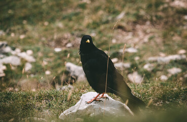 A little bird, Yellow-billed chough in Picos de Europa