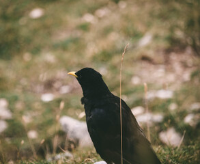 A little bird, Yellow-billed chough in Picos de Europa