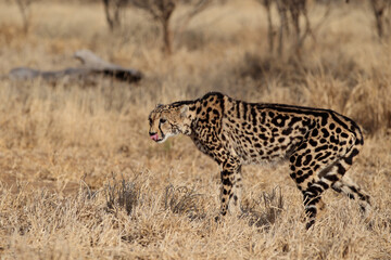 Rare King Cheetah in South Africa