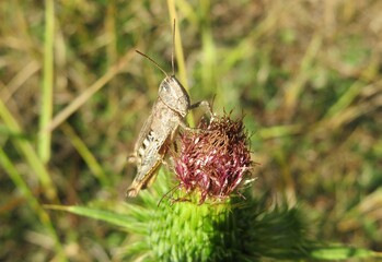 Brown grasshopper sitting on a thistle flower in autumn garden, closeup