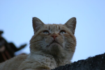 Obraz premium gato amarelo