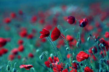 Obraz na płótnie Canvas Red poppies in the field