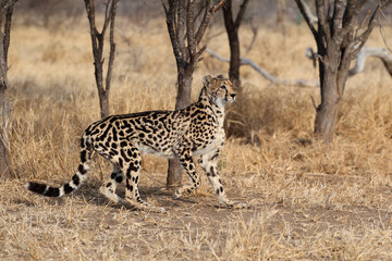 Rare King Cheetah in South Africa
