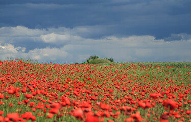 field of red poppies