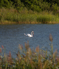 Couple of white swans swimming in the lake.Bracciano , Italy