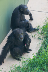 芋を食べている動物園のチンパンジー