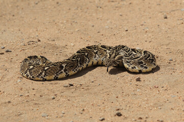 African Puff Adder Snake