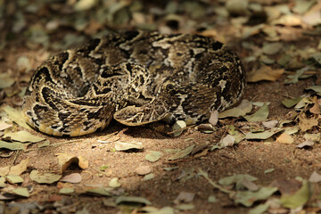 African Puff Adder Snake