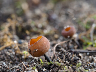 The Anemone Cup (Dumontina tuberosa) - inedible