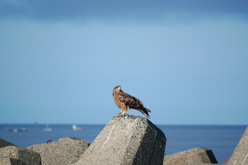 日本、テトラポットでくつろぐトンビ