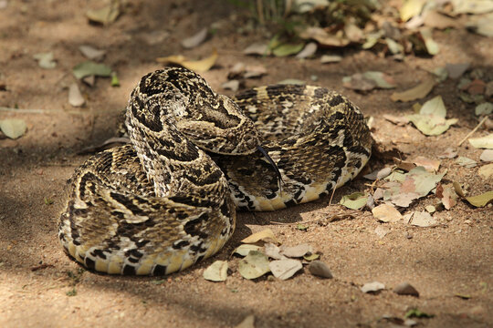 African Puff Adder Snake