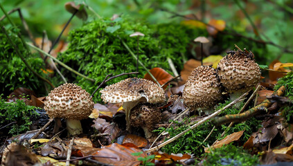 The Stinking Dapperling (Lepiota aspersa) - poisonous