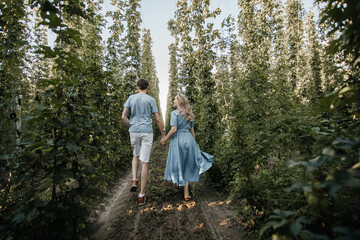 a guy and a girl in a blue dress walk between the rows of hop plantations