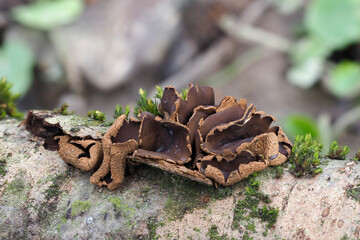 The Spring Hazelcup (Encoelia furfuracea) - inedible