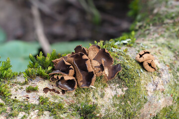 The Spring Hazelcup (Encoelia furfuracea) - inedible