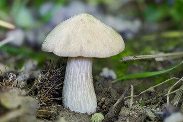 The Entoloma sepium is a pinkgill