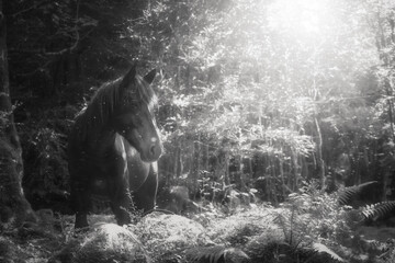 Black horse in the forest