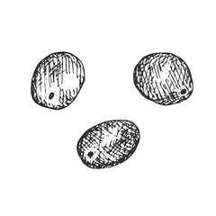 Three plums, vector illustration, hand drawing, hatching