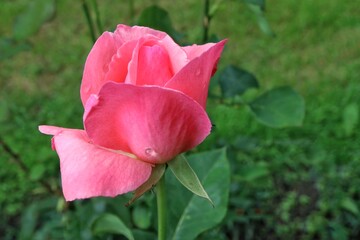 Pink rose on a green background

