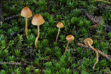 The Dwarf Bell (Galerina pumila) - inedible