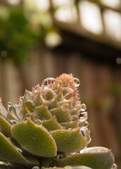 Succulent garden plant with water droplets after a rain shower