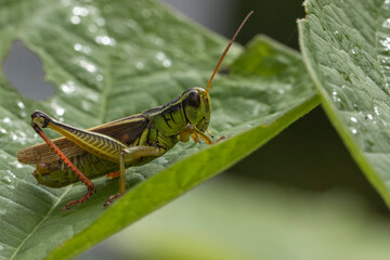 Grasshopper feeding in tree