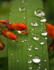 Water droplets on a green leaf with an orange flower bud in the foreground