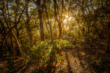 【自然風景】秋の夕方の森林の山道の様子
