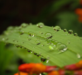 water drops on a leaf