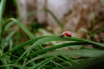 A small brown snail is crawling on wet grass with dew drops. Morning freshness. Wild nature. Farmer breeding of edible snails.