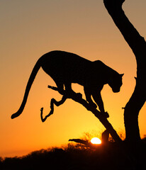 Leopard silhouette at sunrise in South Africa 